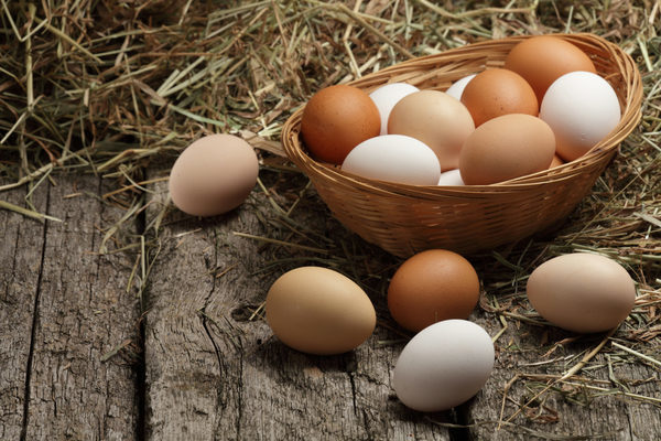 egg