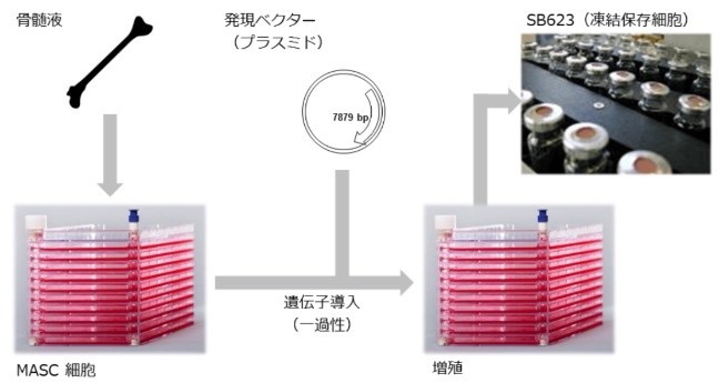 再生細胞薬